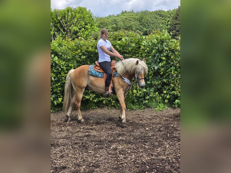 Haflinger Gelding 4 years 14,2 hh Chestnut-Red in Linkenbach