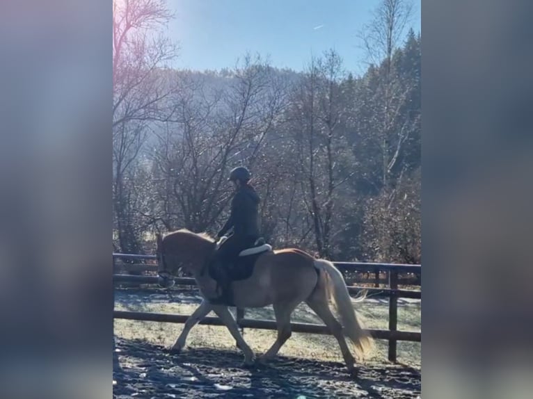 Haflinger Gelding 4 years 14,2 hh Chestnut-Red in Gummern