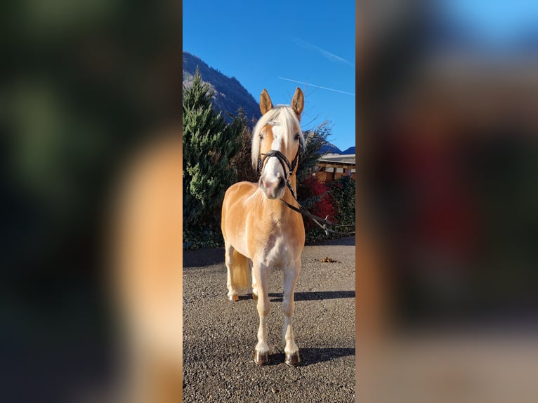 Haflinger Gelding 4 years 14,2 hh Chestnut-Red in Gummern