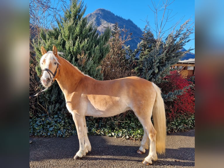 Haflinger Gelding 4 years 14,2 hh Chestnut-Red in Gummern