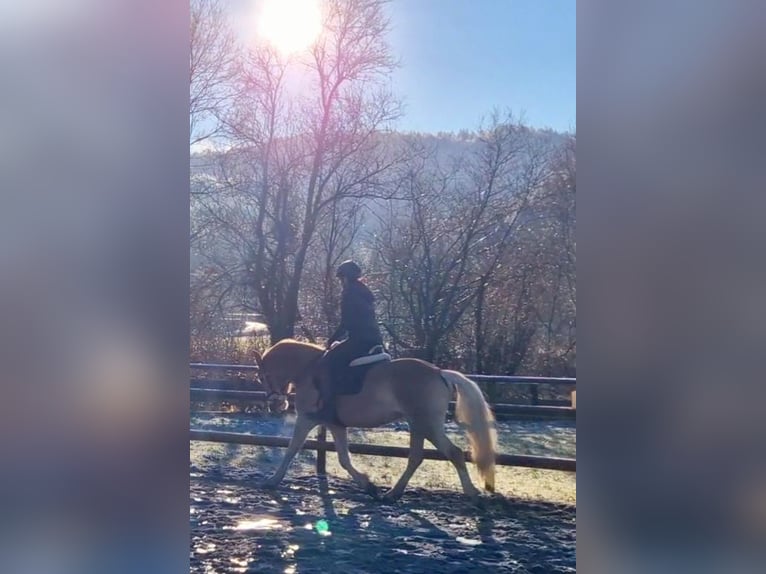 Haflinger Gelding 4 years 14,2 hh Chestnut-Red in Gummern