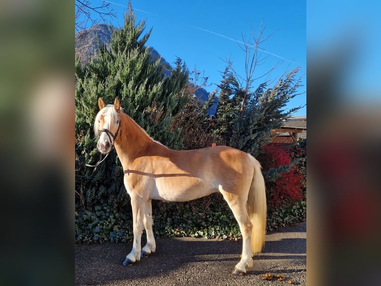 Haflinger Gelding 4 years 14,2 hh Chestnut-Red in Gummern