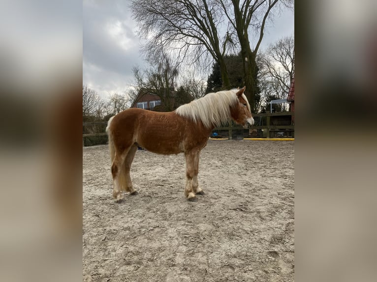Haflinger Gelding 4 years 14.2 hh Chestnut-Red in Holtgast