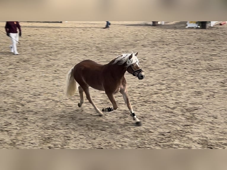 Haflinger Gelding 4 years 14,2 hh in Trebbin