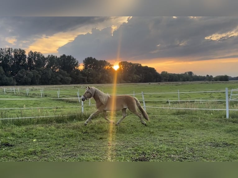 Haflinger Gelding 4 years 14,2 hh in Trebbin