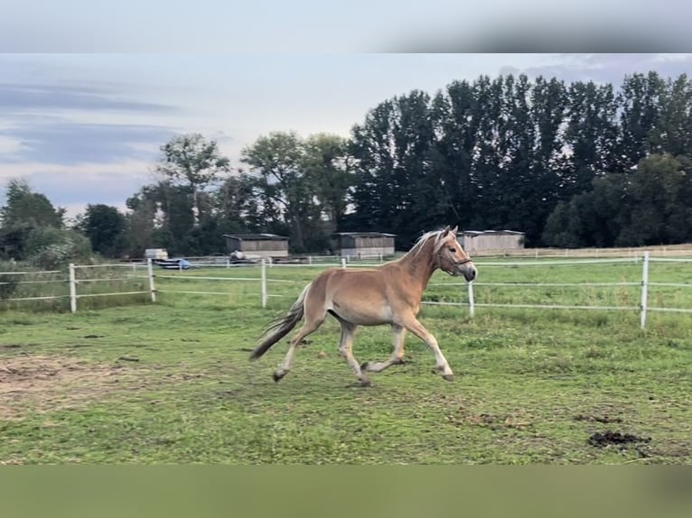 Haflinger Gelding 4 years 14,2 hh in Trebbin