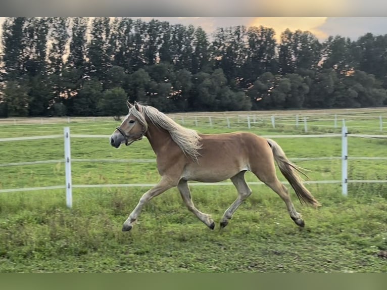 Haflinger Gelding 4 years 14,2 hh in Trebbin