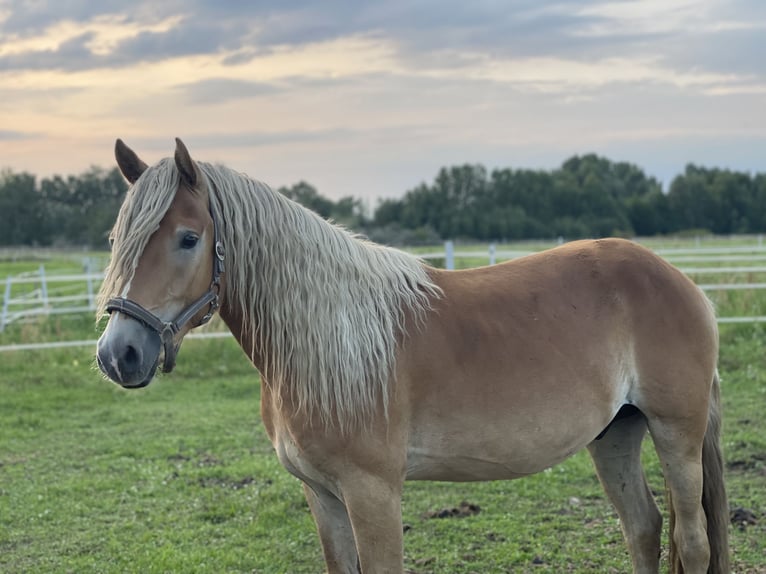 Haflinger Gelding 4 years 14,2 hh in Trebbin