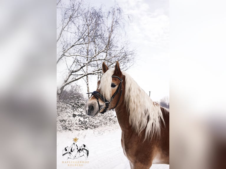 Haflinger Gelding 4 years 14,2 hh in Trebbin