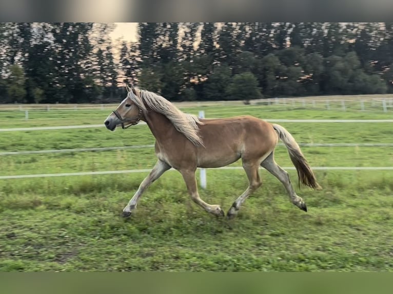 Haflinger Gelding 4 years 14,2 hh in Trebbin