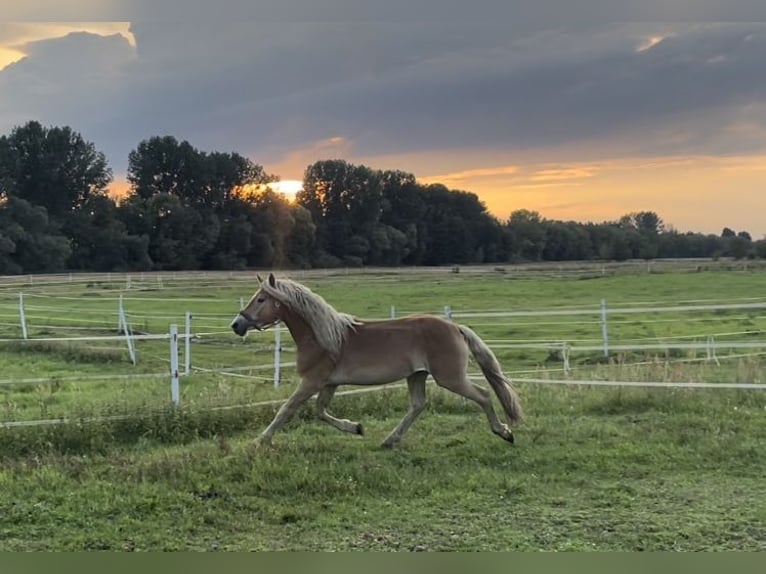 Haflinger Gelding 4 years 14,2 hh in Trebbin