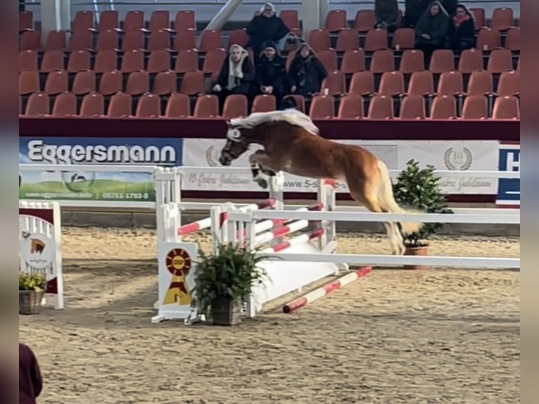 Haflinger Gelding 4 years 14,2 hh in Trebbin