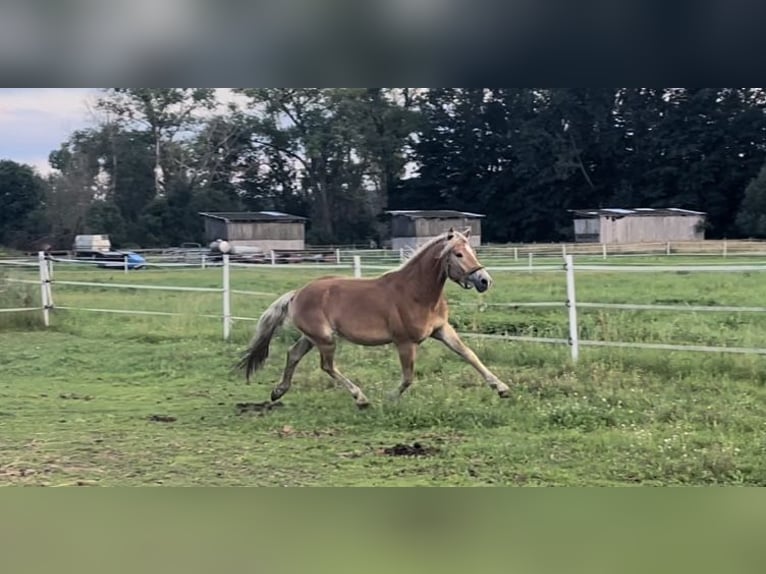 Haflinger Gelding 4 years 14,2 hh in Trebbin