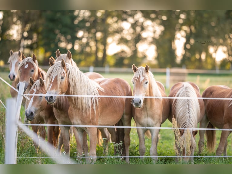 Haflinger Gelding 4 years 14,2 hh in Trebbin