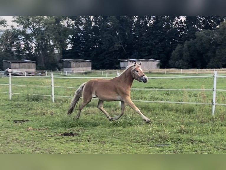 Haflinger Gelding 4 years 14,2 hh in Trebbin