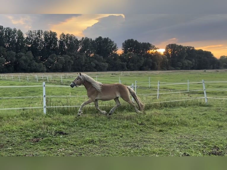 Haflinger Gelding 4 years 14,2 hh in Trebbin