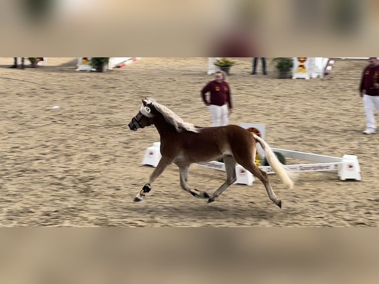 Haflinger Gelding 4 years 14,2 hh in Trebbin