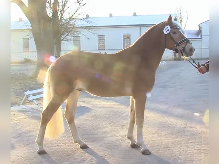 Haflinger Gelding 4 years 14,2 hh in Trebbin