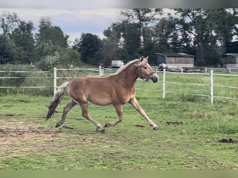 Haflinger Gelding 4 years 14,2 hh in Trebbin