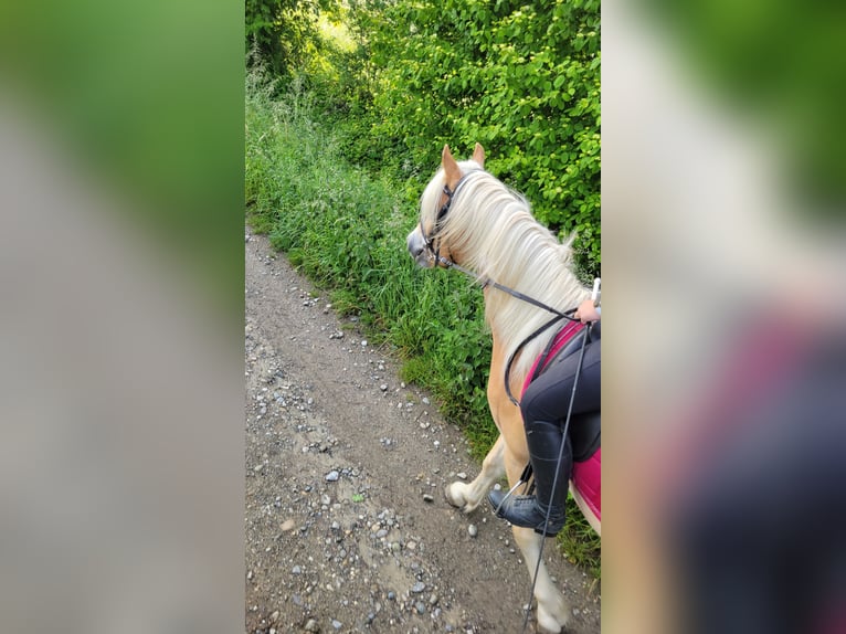 Haflinger Gelding 4 years 14.2 hh  in Deggenhausertal