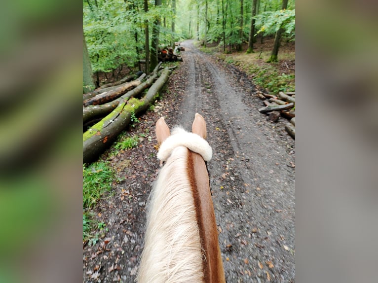 Haflinger Gelding 4 years 14,2 hh Palomino in Hundsbach