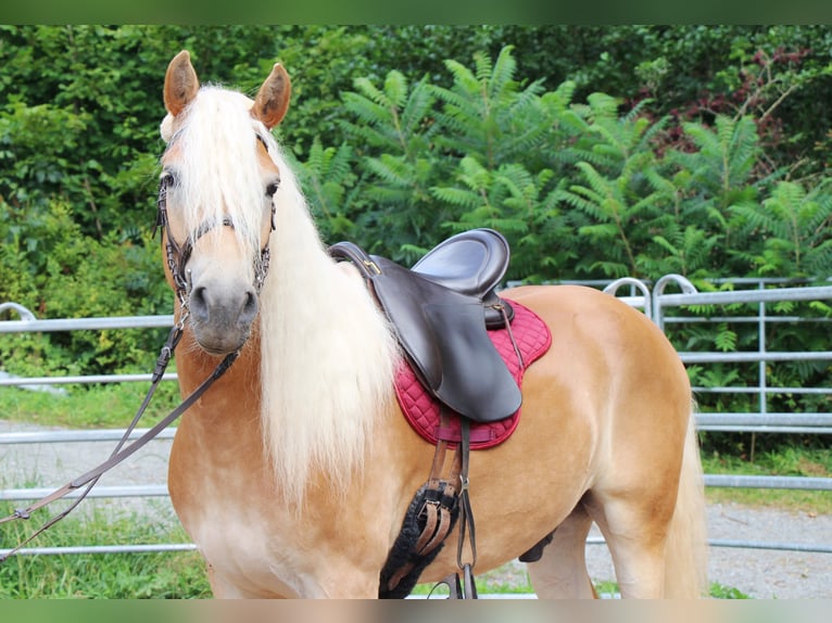 Haflinger Gelding 4 years 14,2 hh Palomino in Hundsbach