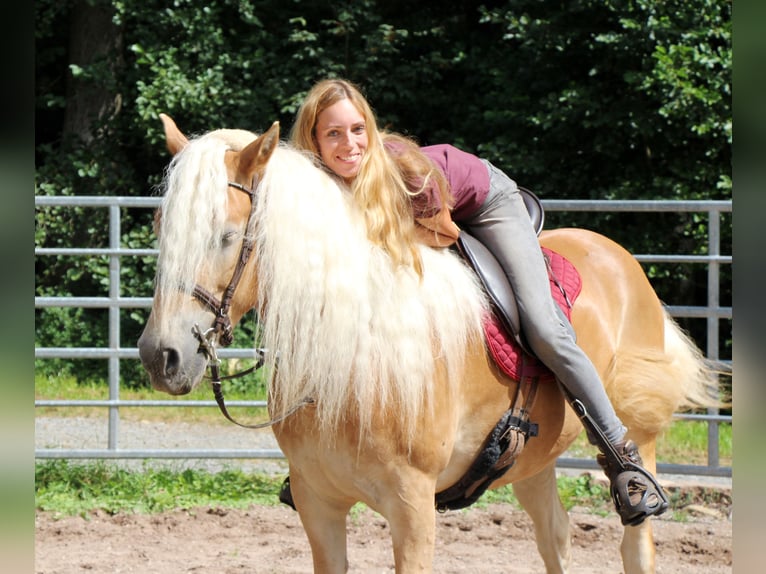 Haflinger Gelding 4 years 14,2 hh Palomino in Hundsbach