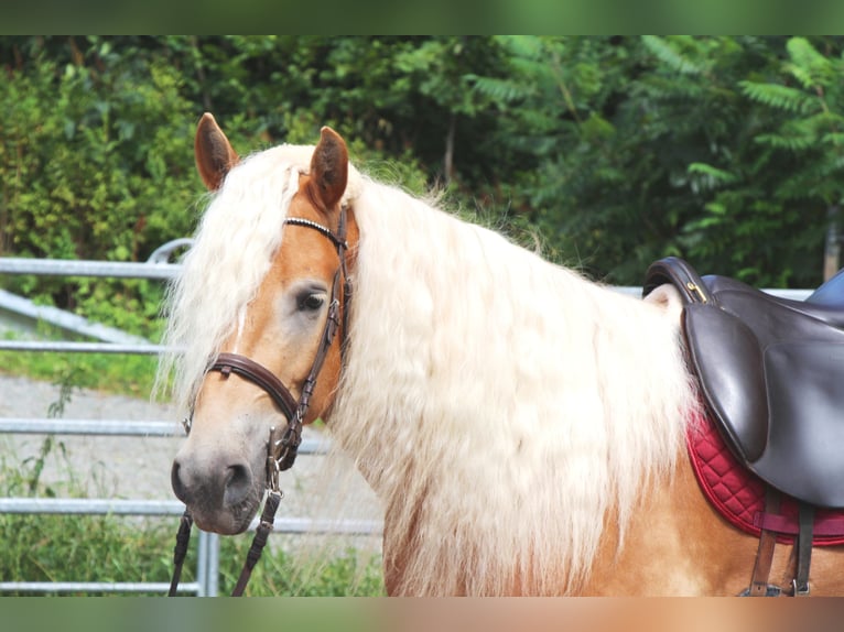 Haflinger Gelding 4 years 14,2 hh Palomino in Hundsbach