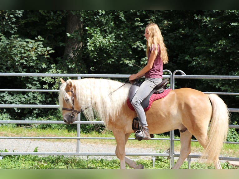 Haflinger Gelding 4 years 14,2 hh Palomino in Hundsbach