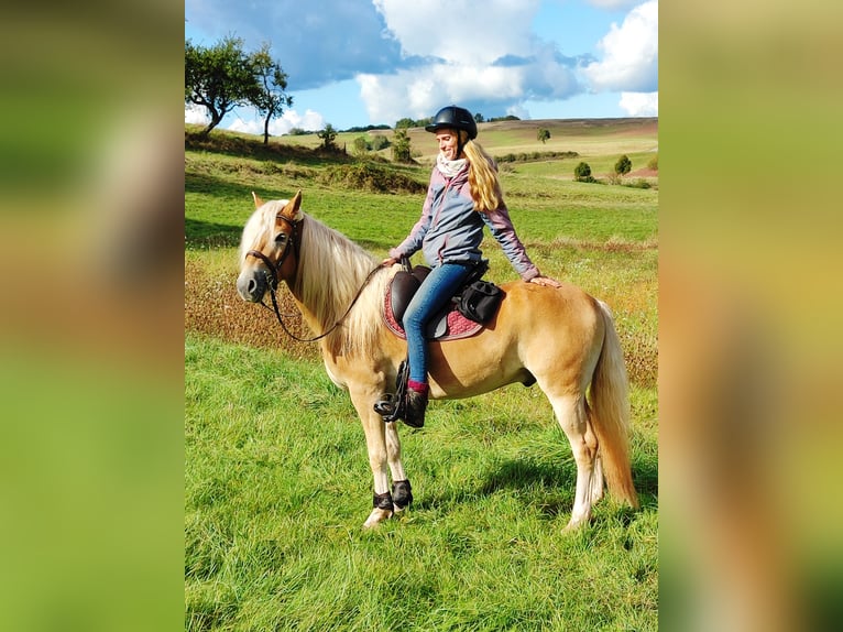 Haflinger Gelding 4 years 14,2 hh Palomino in Hundsbach