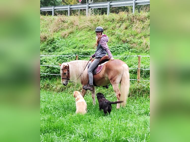 Haflinger Gelding 4 years 14,2 hh Palomino in Hundsbach