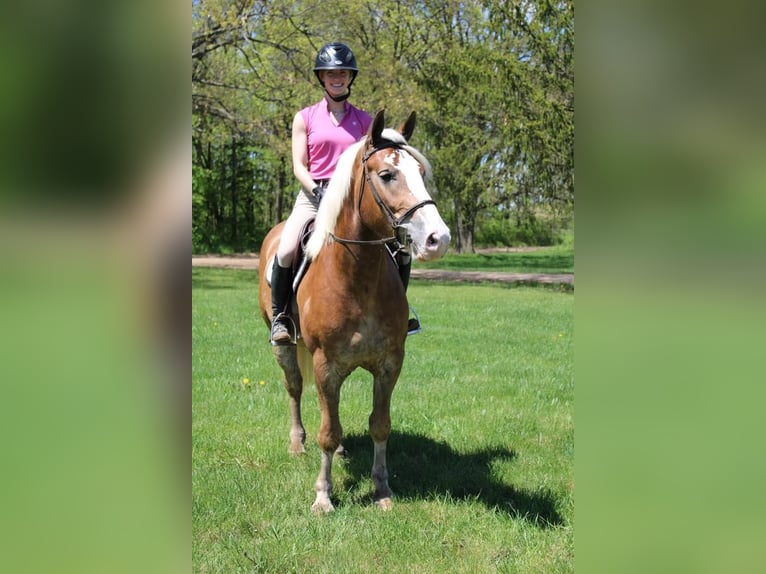 Haflinger Gelding 4 years 14,2 hh Sorrel in Howell MI