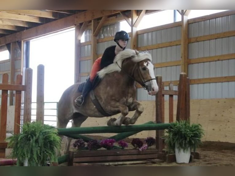 Haflinger Gelding 4 years 14,2 hh Sorrel in Howell MI