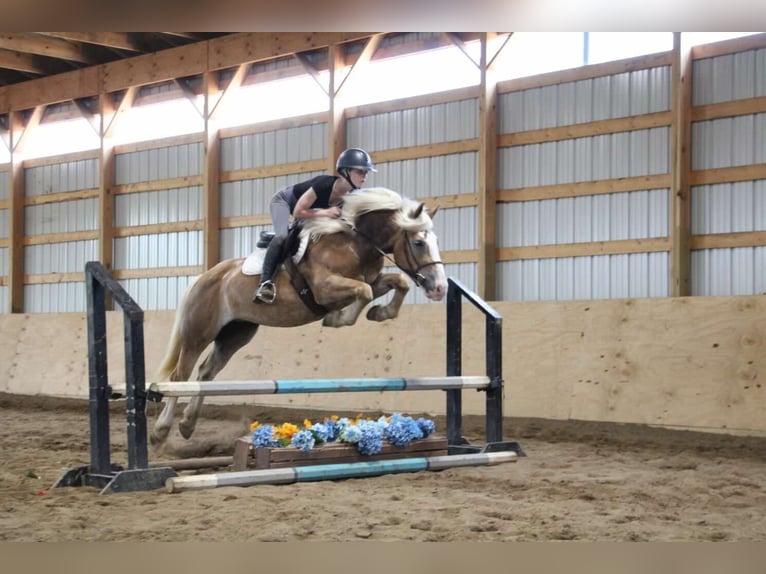 Haflinger Gelding 4 years 14,2 hh Sorrel in Howell MI