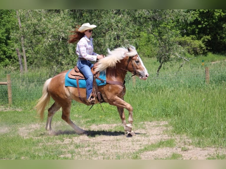 Haflinger Gelding 4 years 14,2 hh Sorrel in Howell MI