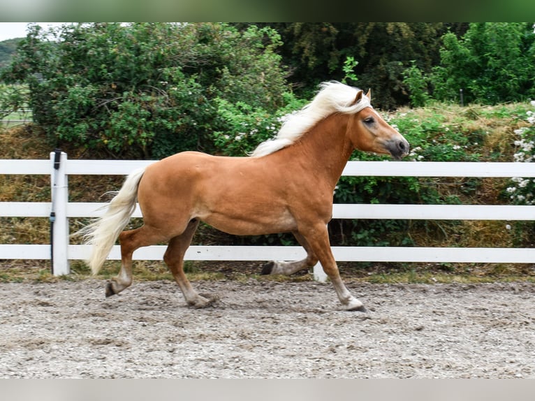 Haflinger Gelding 4 years 14,3 hh Chestnut-Red in Seebad Bansin