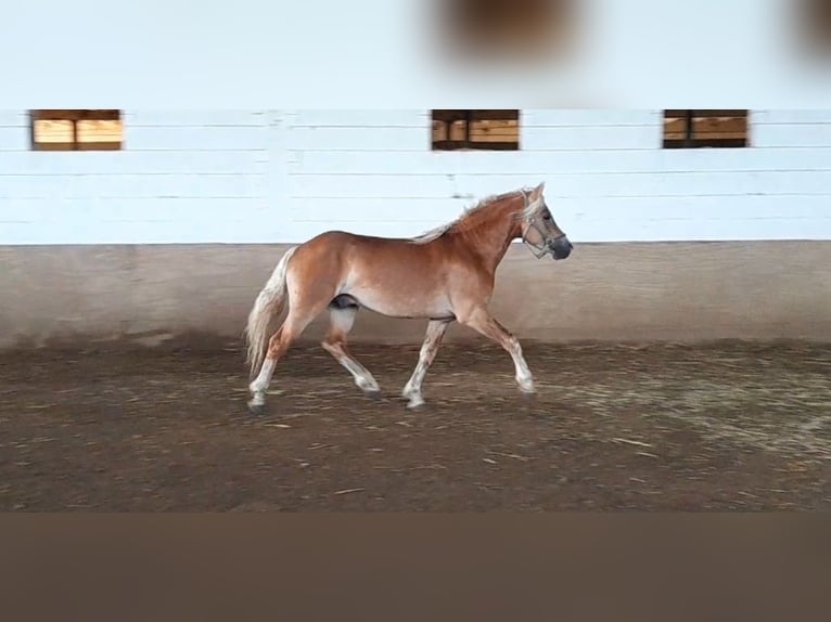 Haflinger Gelding 4 years 14,3 hh Chestnut-Red in Niederzier