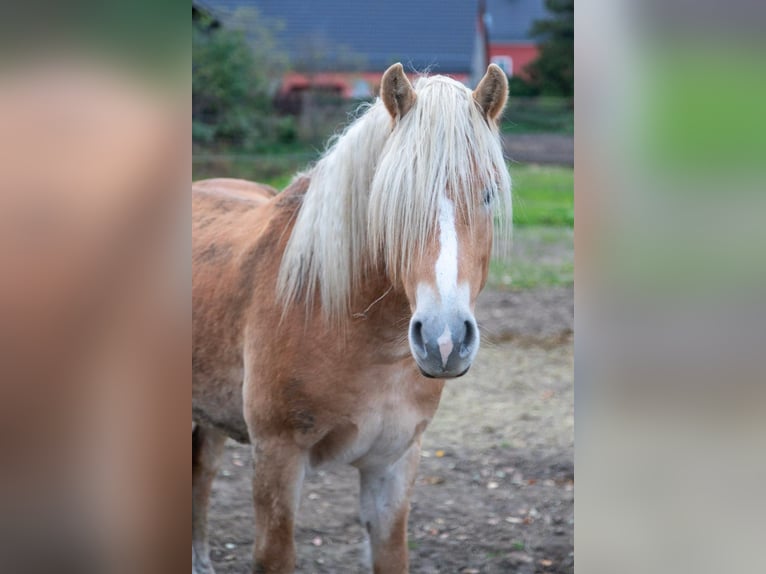 Haflinger Gelding 4 years 14,3 hh Chestnut-Red in Haselbachtal