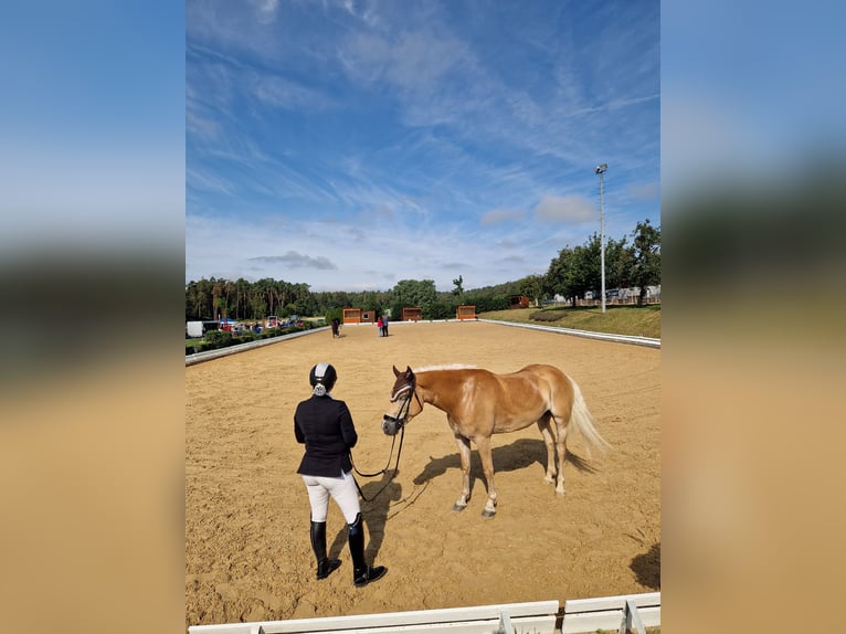 Haflinger Gelding 4 years 14,3 hh Palomino in Neuhof an der Zenn