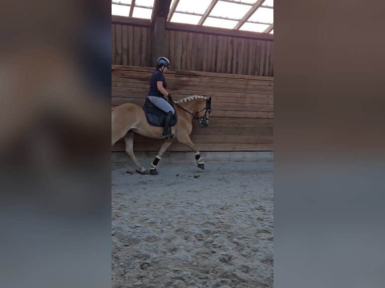 Haflinger Gelding 4 years 14,3 hh Palomino in Neuhof an der Zenn