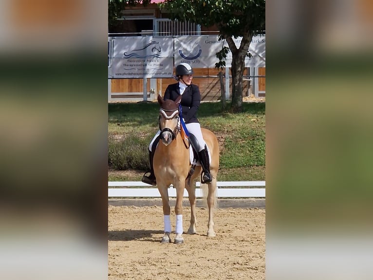 Haflinger Gelding 4 years 14,3 hh Palomino in Neuhof an der Zenn