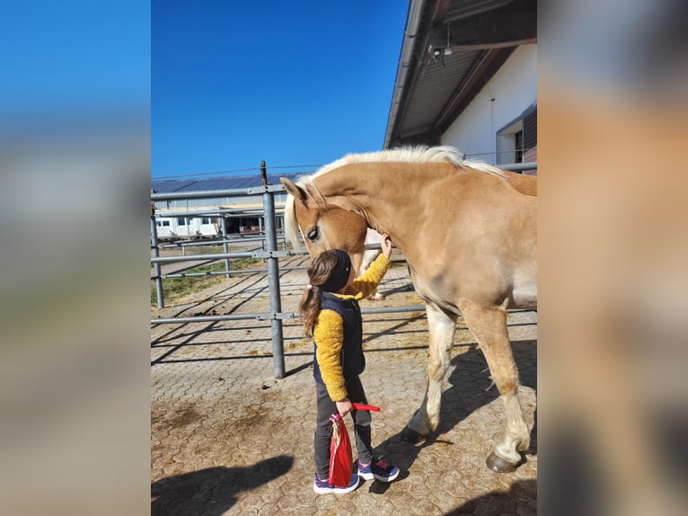 Haflinger Gelding 4 years 14,3 hh Palomino in Neuhof an der Zenn