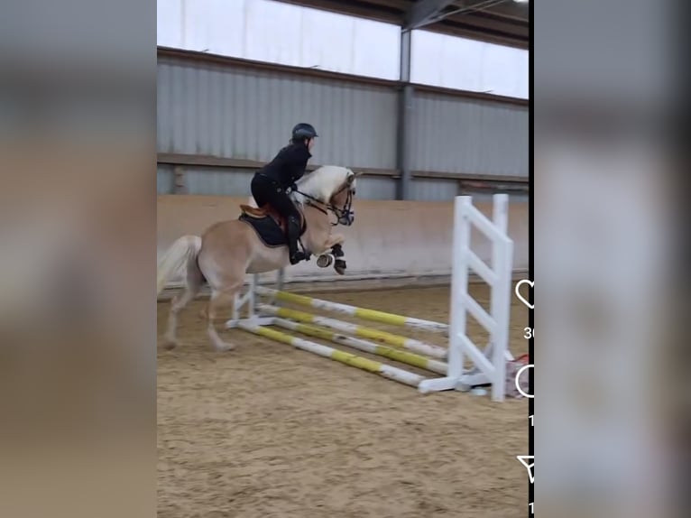 Haflinger Gelding 4 years 14,3 hh Palomino in Neuhof an der Zenn