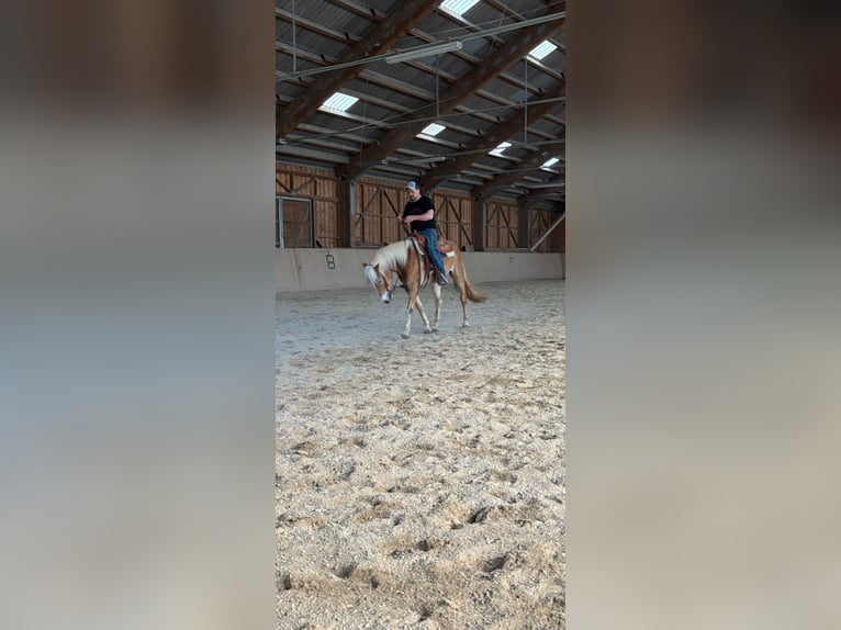 Haflinger Gelding 4 years 14.3 hh Palomino in Wilhelmsburg