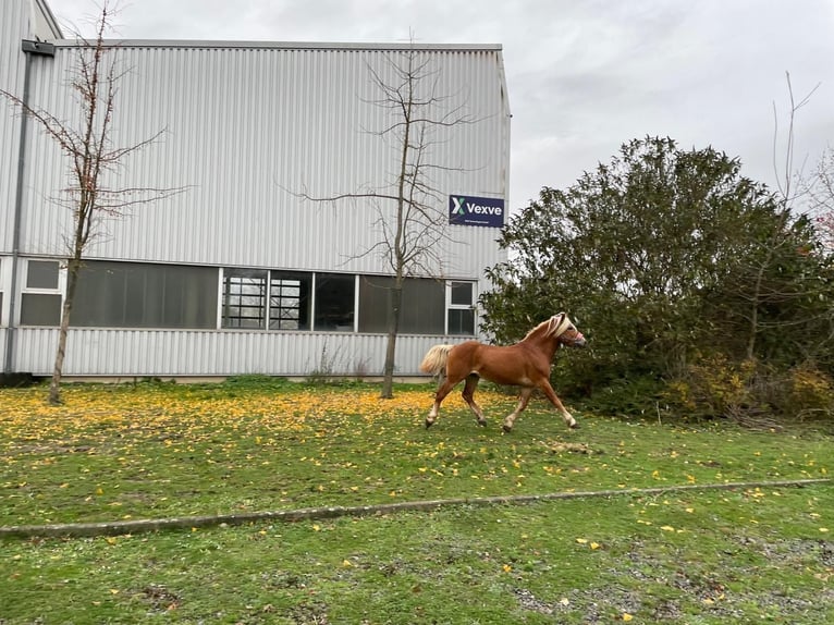 Haflinger Gelding 4 years 14 hh Chestnut-Red in Niederzier