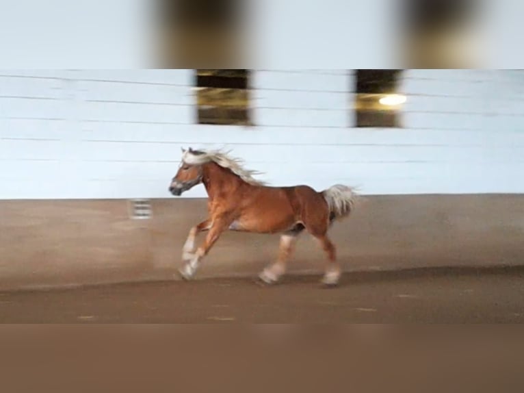 Haflinger Gelding 4 years 14 hh Chestnut-Red in Niederzier