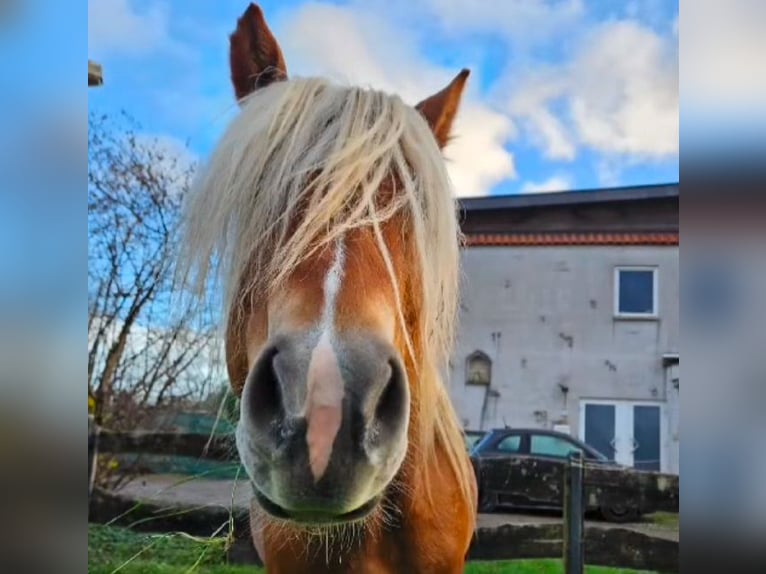 Haflinger Gelding 4 years 14 hh Chestnut-Red in Niederzier