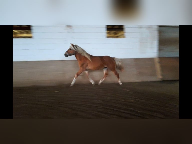 Haflinger Gelding 4 years 14 hh Chestnut-Red in Niederzier