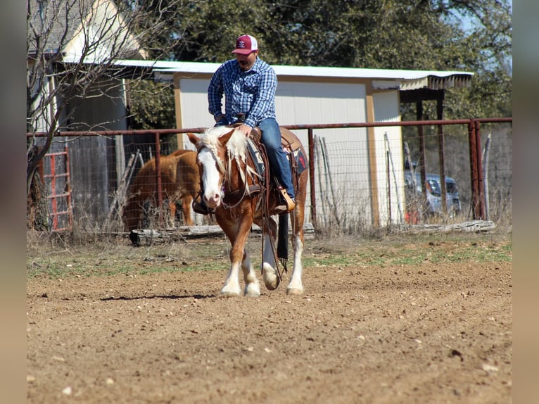 Haflinger Gelding 4 years 14 hh Sorrel in Stephenville, TX