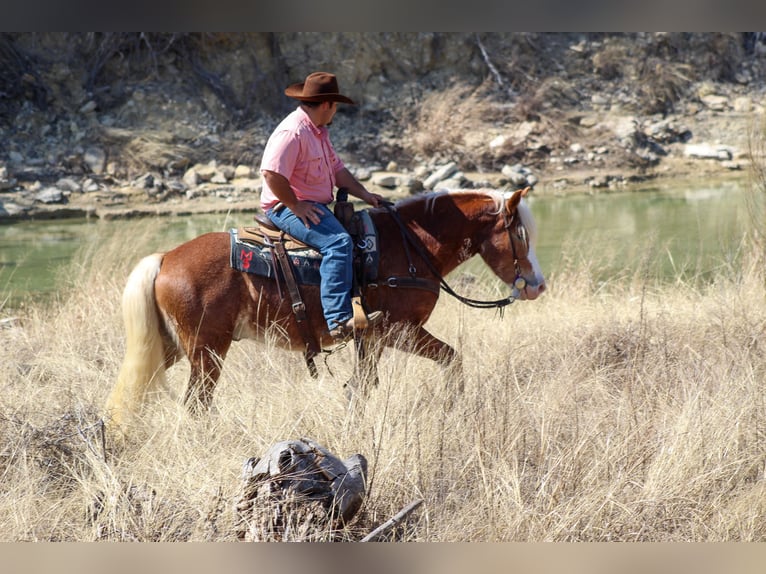 Haflinger Gelding 4 years 14 hh Sorrel in Stephenville, TX